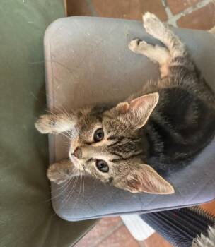 Rescue Domestic Short Hair Cats for Adoption in Philadelphia, Pennsylvania - Jasper | PetCurious