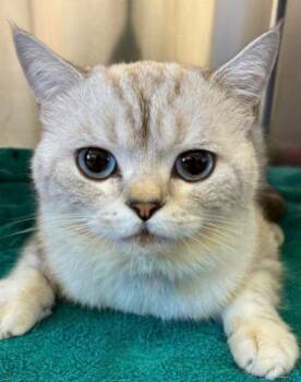 Handsome -  British Shorthair Cat for Adoption in Davis, California - Handsome | PetCurious