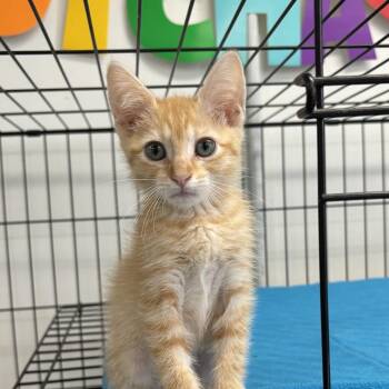 Mustard -  Domestic Short Hair Cat for Adoption in Houston, Texas - Mustard | PetCurious