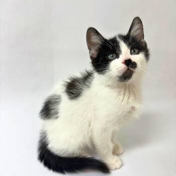 Beau -  Domestic Short Hair Cat for Adoption in Pasco, Washington - Beau | PetCurious