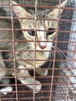 A659761 -  Domestic Short Hair Cat for Adoption in Houston, Texas - A659761 | PetCurious