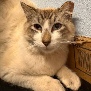 Siamese and Domestic Medium Hair Cats Available for Adoption - Alessandro | PetCurious