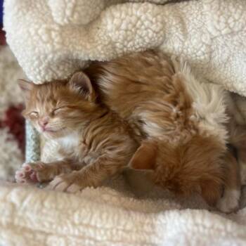Mac (BONDED) -  Domestic Medium Hair Cat for Adoption in Denver, Colorado - Mac (BONDED) | PetCurious