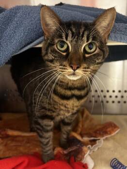 Domestic Short Hair Cats Available for Adoption - Pursephone | PetCurious