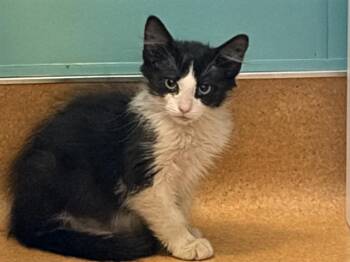 AUGUSTA -  Domestic Medium Hair Cat for Adoption in Martinez, California - AUGUSTA | PetCurious