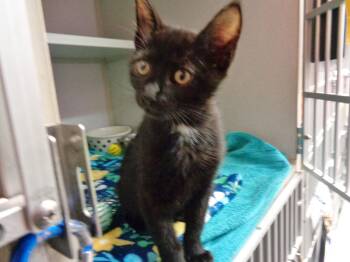 WYNKEN -  Domestic Short Hair Cat for Adoption in Delhi, New York - WYNKEN | PetCurious