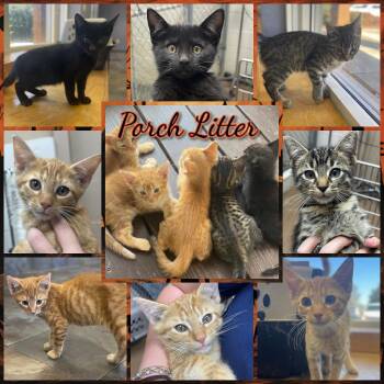 Rescue Domestic Short Hair Cats for Adoption in Corinth, New York - Porch Litter | PetCurious