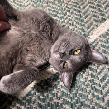 Mila -  Domestic Short Hair Cat for Adoption in La Grange, Kentucky - Mila | PetCurious