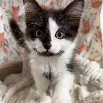 Hops -  Domestic Short Hair Cat Available for Adoption in Puslinch, Ontario - Hops | PetCurious