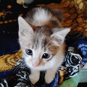 Delilah -  Domestic Short Hair Cat for Adoption in Woodland, California - Delilah | PetCurious