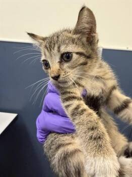 KLARA -  Domestic Short Hair Cat for Adoption in Doral, Florida - KLARA | PetCurious