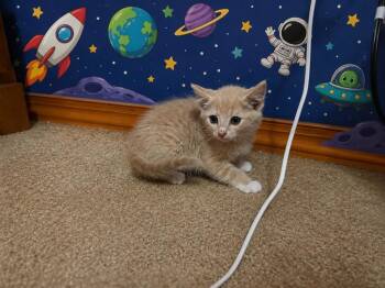 Buzz -  Domestic Short Hair Cat for Adoption in Johnson City, Tennessee - Buzz | PetCurious