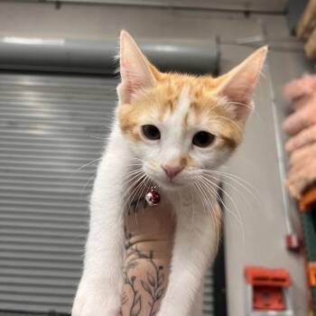 Huey -  Domestic Short Hair Cat for Adoption in Las Vegas, Nevada - Huey | PetCurious