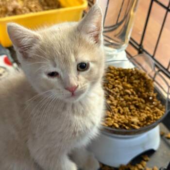 Domestic Short Hair Cats Available for Adoption in Yucaipa, California - Bowie | PetCurious