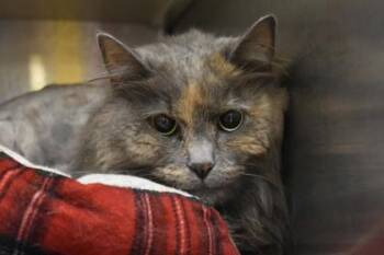 Nova -  Domestic Long Hair and Domestic Short Hair Cat for Adoption in Kansas City, Missouri - Nova | PetCurious