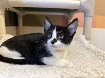 Rescue Domestic Short Hair Cats for Adoption in Santa Clara, California - PINTO | PetCurious