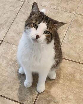 Oliver -  Domestic Short Hair Cat for Adoption in Lake Wylie, South Carolina - Oliver | PetCurious