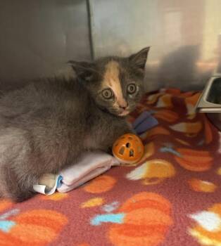 Nadia -  Domestic Medium Hair Cat for Adoption in Black Eagle, Montana - Nadia | PetCurious