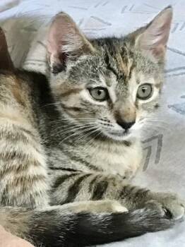 Lulu -  Domestic Short Hair Cat for Adoption in Honolulu, Hawaii - Lulu | PetCurious