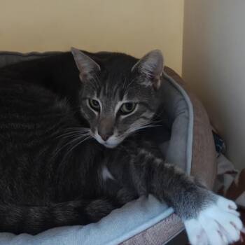 Ebi -  Domestic Short Hair Cat for Adoption in Madison, Wisconsin - Ebi | PetCurious