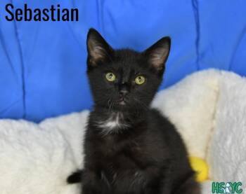 Sebastian -  Domestic Short Hair Cat for Adoption in Fort Mill, South Carolina - Sebastian | PetCurious