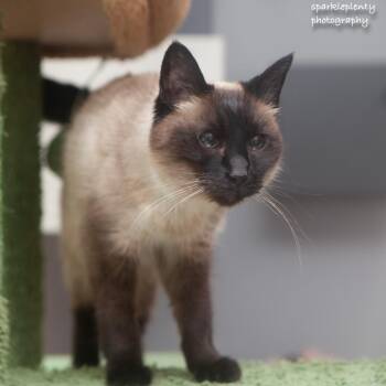 Greta -  Siamese Cat for Adoption in Ridgefield, Connecticut - Greta | PetCurious