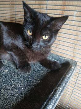 Domestic Short Hair Cats Available for Adoption in Thatcher, Arizona - Morrigan | PetCurious