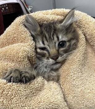 Rita -  Domestic Medium Hair and Domestic Short Hair Cat for Adoption in Missoula, Montana - Rita | PetCurious