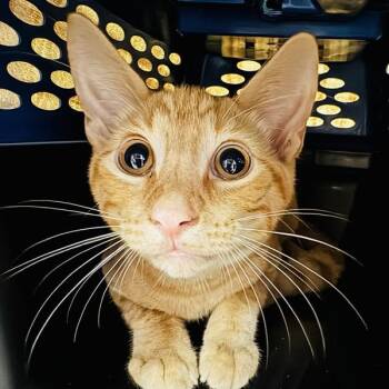 Ty -  Domestic Short Hair Cat for Adoption in Des Moines, Iowa - Ty | PetCurious