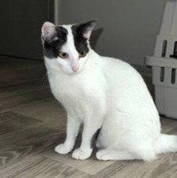 Domestic Short Hair Cats Available for Adoption in St. Cloud, Florida - Doughnut | PetCurious