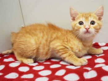 ZANDER -  Domestic Short Hair Cat for Adoption in Sacramento, California - ZANDER | PetCurious