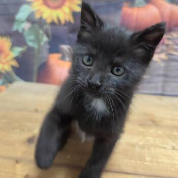 Pumpkin -  Domestic Short Hair Cat for Adoption in Normal, Illinois - Pumpkin | PetCurious