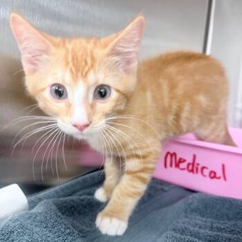 Mandarin -  Domestic Short Hair Cat for Adoption in Jupiter, Florida - Mandarin | PetCurious