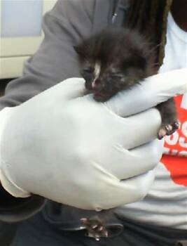 Rescue Domestic Short Hair Cats for Adoption in Dallas, Texas - JANE | PetCurious