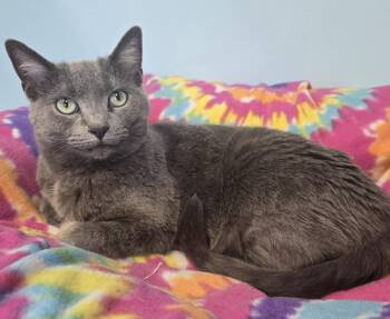 Rescue Domestic Short Hair Cats for Adoption in Shelbyville, Kentucky - Missy | PetCurious