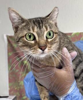 LOTUS -  Domestic Short Hair Cat for Adoption in San Antonio, Texas - LOTUS | PetCurious