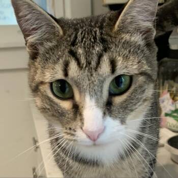 Rescue Domestic Short Hair Cats for Adoption in Cumming, Georgia - Meera | PetCurious