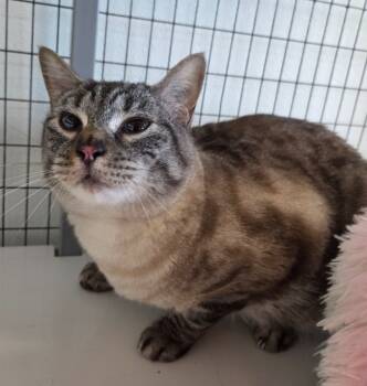 Rescue Siamese Cats for Adoption in Gold Beach, Oregon - Bodie | PetCurious