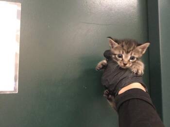 A1924613 -  Domestic Short Hair Cat for Adoption in Thousand Palms, California - A1924613 | PetCurious