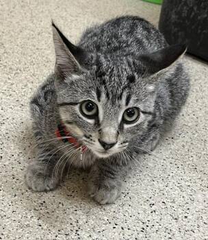 Kitten Redhots -  Domestic Short Hair Cat for Adoption in Seal Beach, California - Kitten Redhots | PetCurious