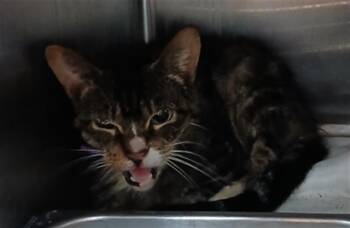 Domestic Short Hair Cats Available for Adoption - MAXIE | PetCurious