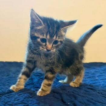 Enola -  Domestic Short Hair Cat for Adoption in Yorktown, Indiana - Enola | PetCurious