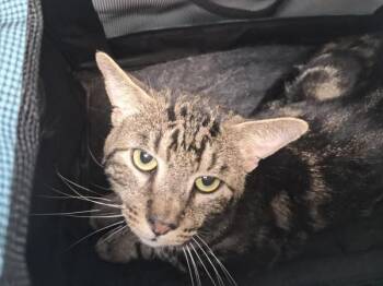 Marbles -  Domestic Short Hair Cat for Adoption in New York, New York - Marbles | PetCurious