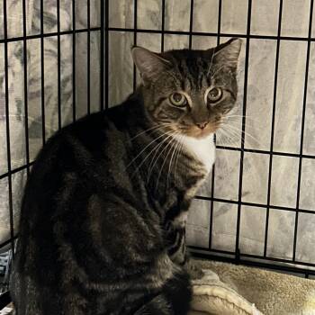 Rescue Domestic Short Hair Cats for Adoption - Sonic | PetCurious