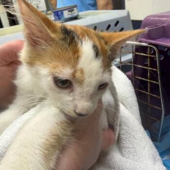 Confetti -  Domestic Medium Hair Cat for Adoption in Galveston, Texas - Confetti | PetCurious