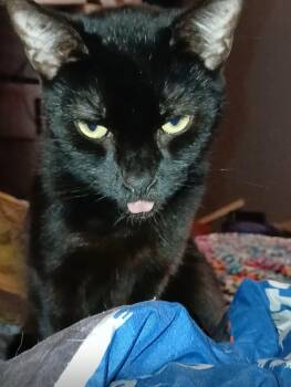 Rescue American Shorthair Cats for Adoption in Nutley, New Jersey - Penelope | PetCurious