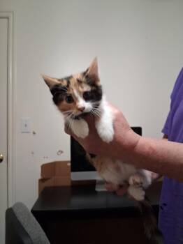 Cammi -  Domestic Short Hair Cat for Adoption in Heber City, Utah - Cammi | PetCurious