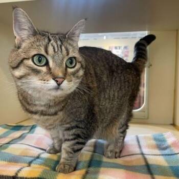 Domestic Short Hair Cats Available for Adoption in Rochester, Minnesota - Sophie | PetCurious