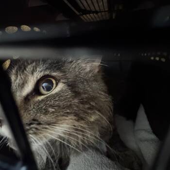 Domestic Short Hair Cats Available for Adoption in York, Pennsylvania - Ducktown Rd | PetCurious