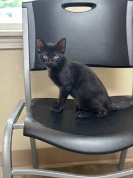 Arlo -  Domestic Short Hair Cat for Adoption in Marshall, Texas - Arlo | PetCurious